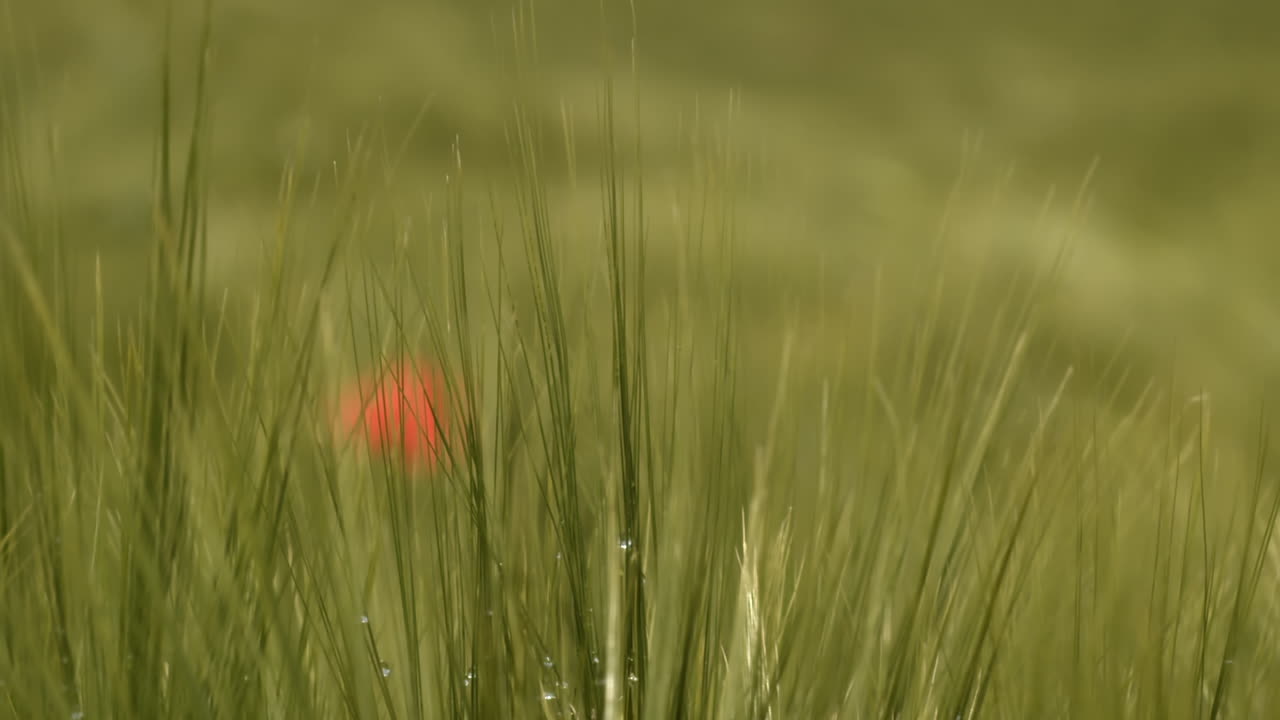 Lone poppy flower blurred in backgroudn in green grass field