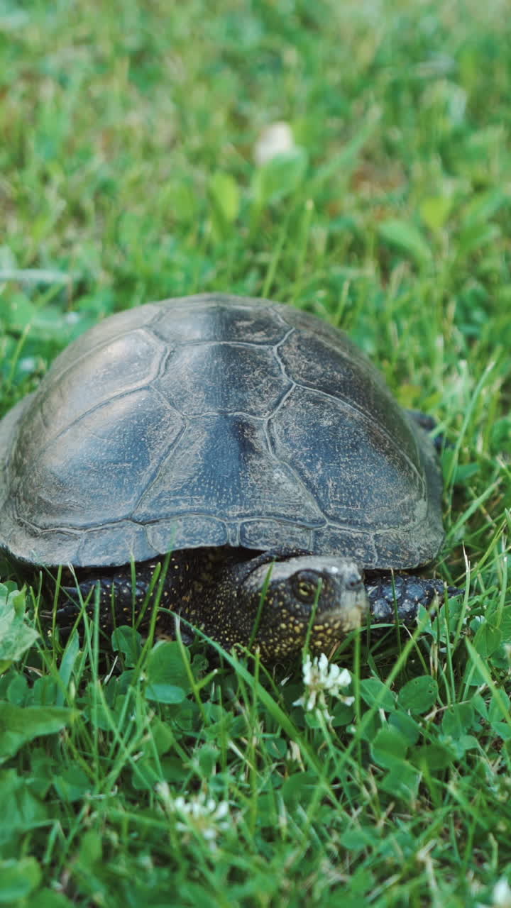 The land turtle in the grass. Turtle crawling on the ground among the plants Vertical video