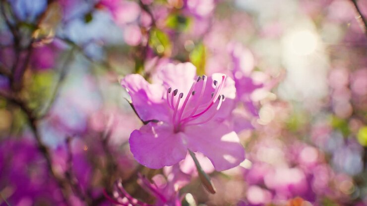 Pink Azalea Blossoms in Sunlight