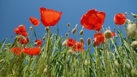 amapolas rojas silvestres de la naturaleza en cámara súper lenta tiro de ángulo bajo espacio de copia de cielo azul