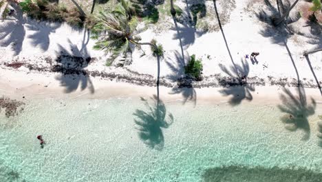 tahiamanu beach, moorea, french polynesia - gently rocking palm trees - reveal shot