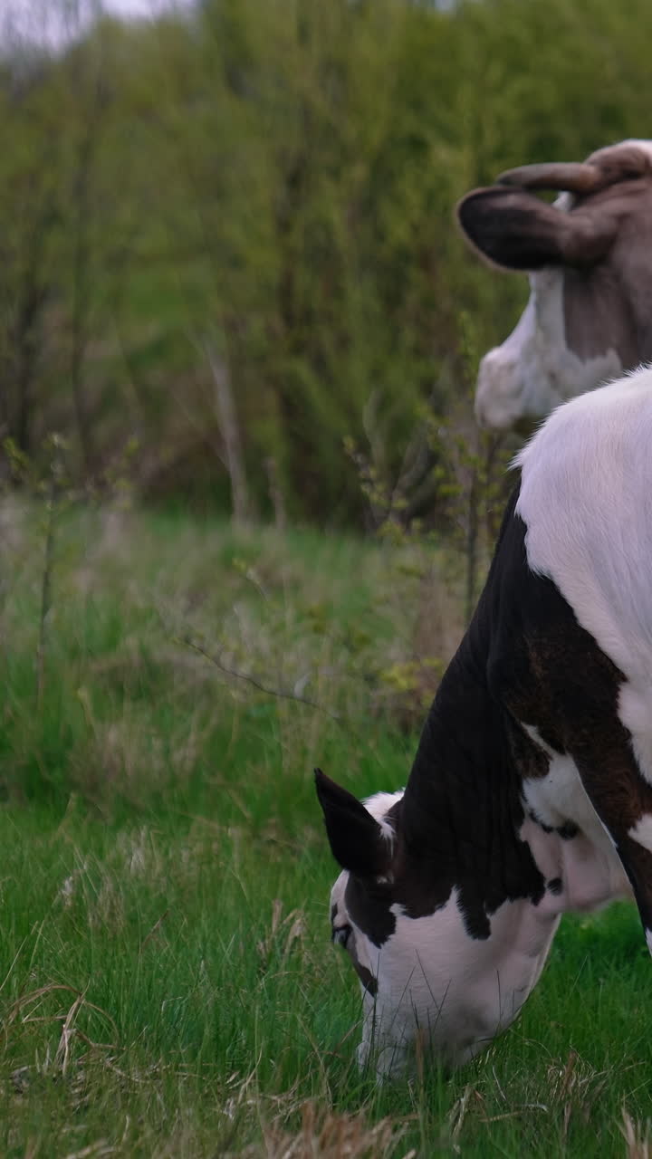 Calf and a cow in nature. Beautiful white and black calf grazing grass next to the brown cow on pasture in summer. Vertical video