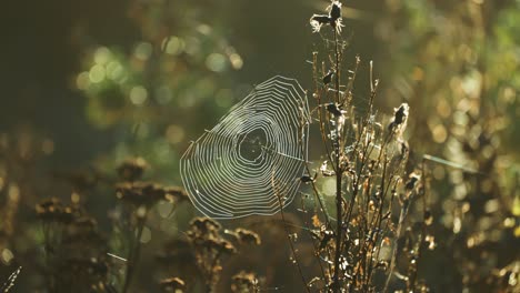 a delicate spiderweb backlit by the rising sun hangs between the stems of withered grass