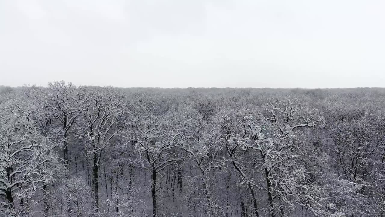 눈 속의 겨울 숲