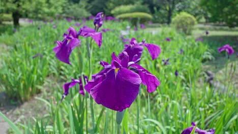 hermoso jardín tradicional japonés y iris púrpura de tokio