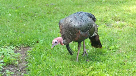 Plano-Medio-De-Un-Pavo-Salvaje-Buscando-Comida