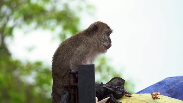 Wild and hungry crab-eating macaque, long-tailed macaque standing on the dumpster truck, rummage through the mountain of rubbish with its prehensile hands, searching for food