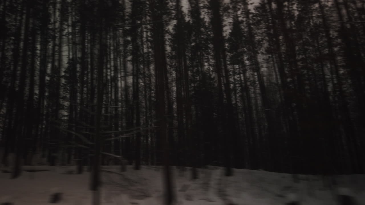 Moody exterior travelling shot passing by tall rows of evergreen trees in a dense forest in winter