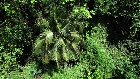 coconut palm tree viewed from the side, aerial down movement