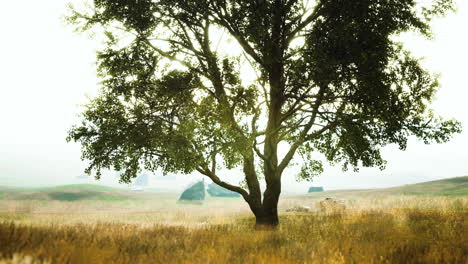 old linden tree on autumn hill meadowy