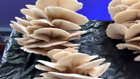 fresh oyster mushrooms ready for harvest