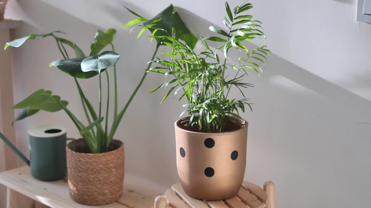 Plantas de interior