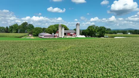 corn field and american farm with red barns and silos during beautiful summer afternoon