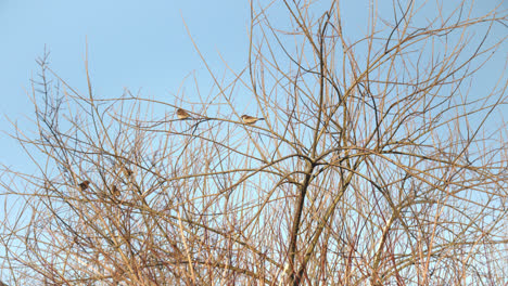 Gorriones-Sentados-En-Un-árbol-Durante-El-Invierno-Cielo-Azul