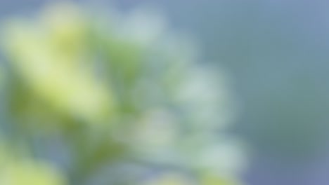 Closeup-focus-rack-shot-of-a-rapeseed-flower-in-blossom,-bright-sunny-daylight