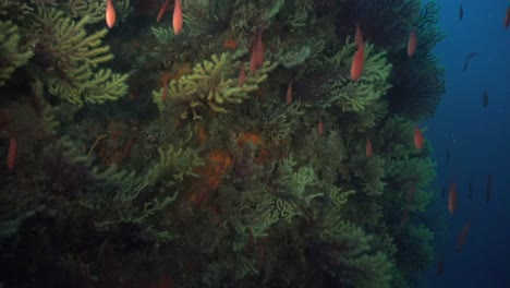 a la deriva a lo largo de abanicos de mar amarillos y rojos en el mar mediterráneo