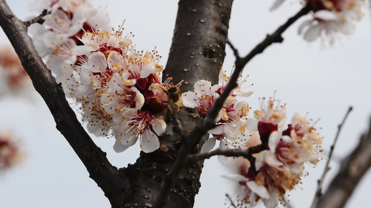 Bees pollinating the flowers of a blooming apricot tree