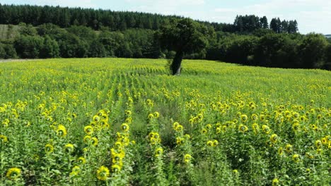 Filmische-Luftaufnahme-Eines-Baumes-Im-Blumenfeld-In-Der-Landschaft-Frankreichs