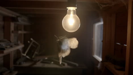 moth flying around a glowing light bulb in a dimly lit attic