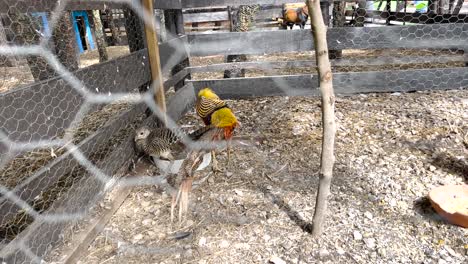 Colorful-and-brown-parrots-appear-nervous-in-their-cage-due-to-the-presence-of-tourists