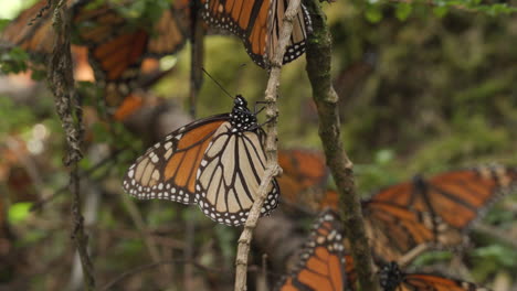 a monarch butterfly slowly climbing the branch of a tree