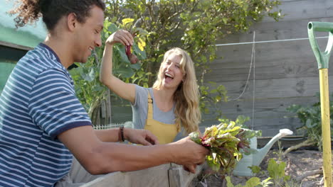 Happy-diverse-couple-working-in-garden-and-picking-beetroots,-slow-motion