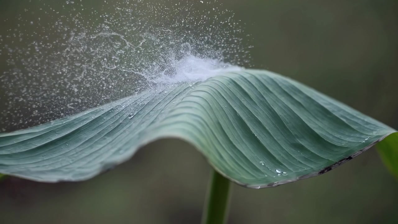 Primo piano di schizzi d'acqua su una foglia verde vibrante