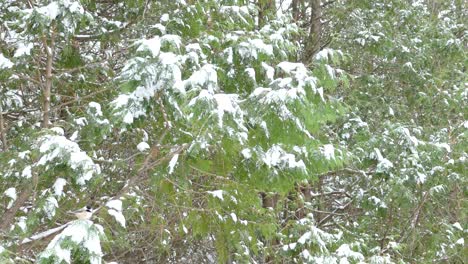 chickadees are resilient canadian bird species that thrive in winter snowfall