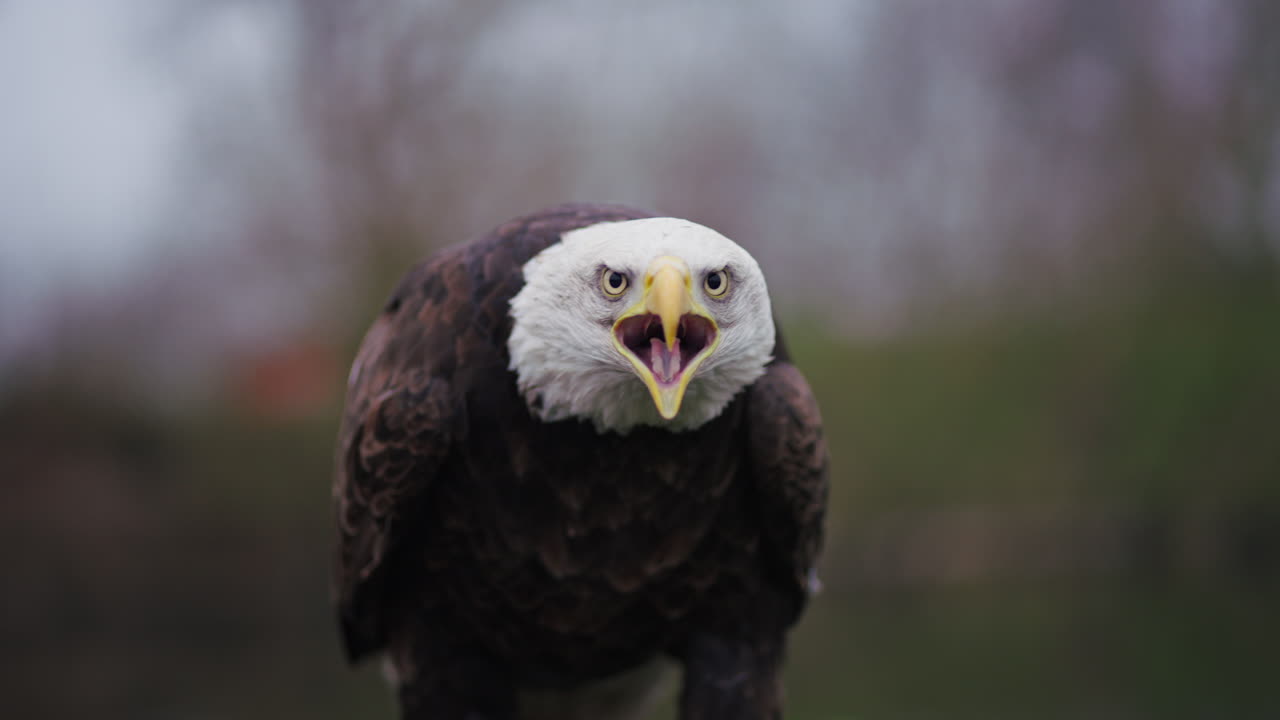 el retrato del águila calva