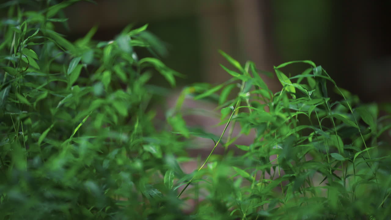 hierba alta en el bosque