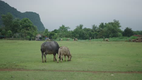 water buffaloes grazing in a field