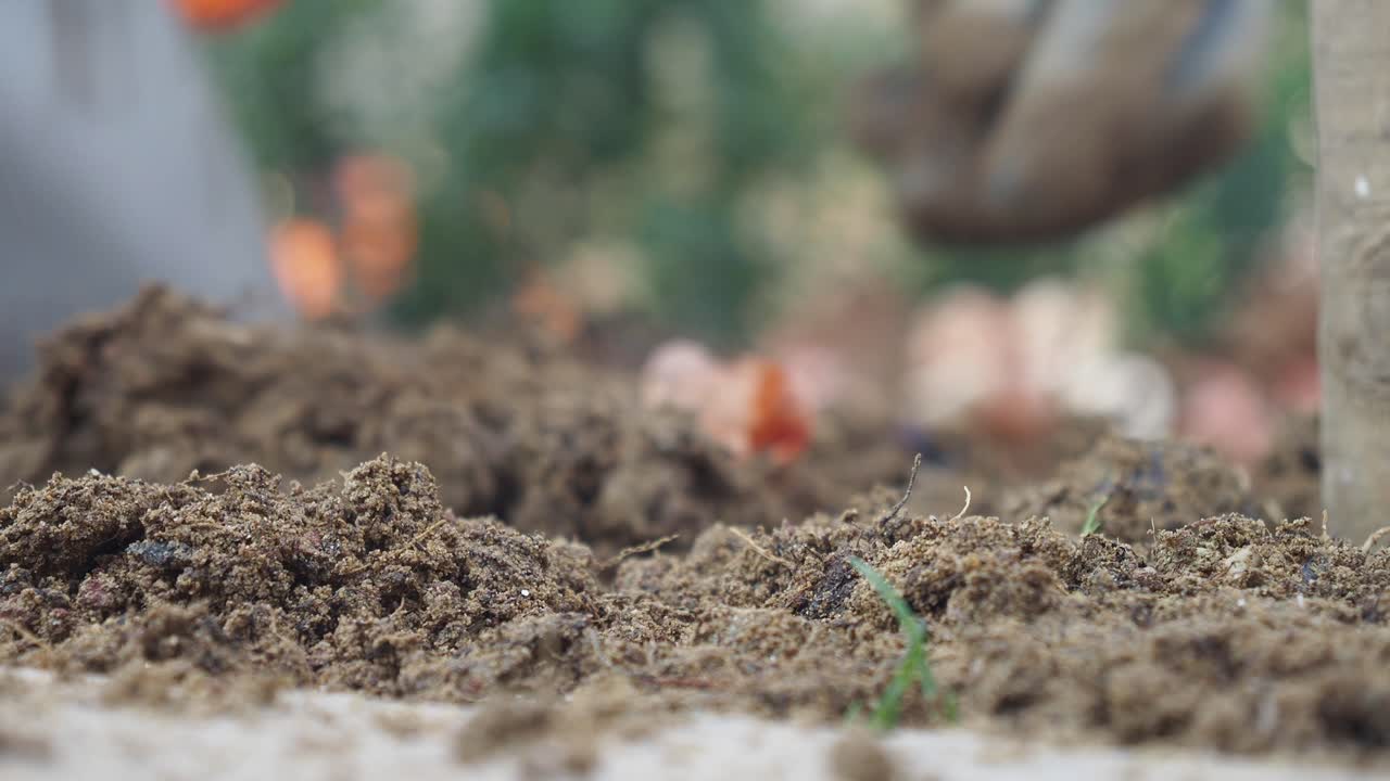 Processo di piantumazione in un giardino
