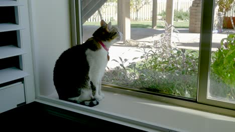 a cute house cat sits in a window and yawns with boredom then sees birds outside and becomes attentive