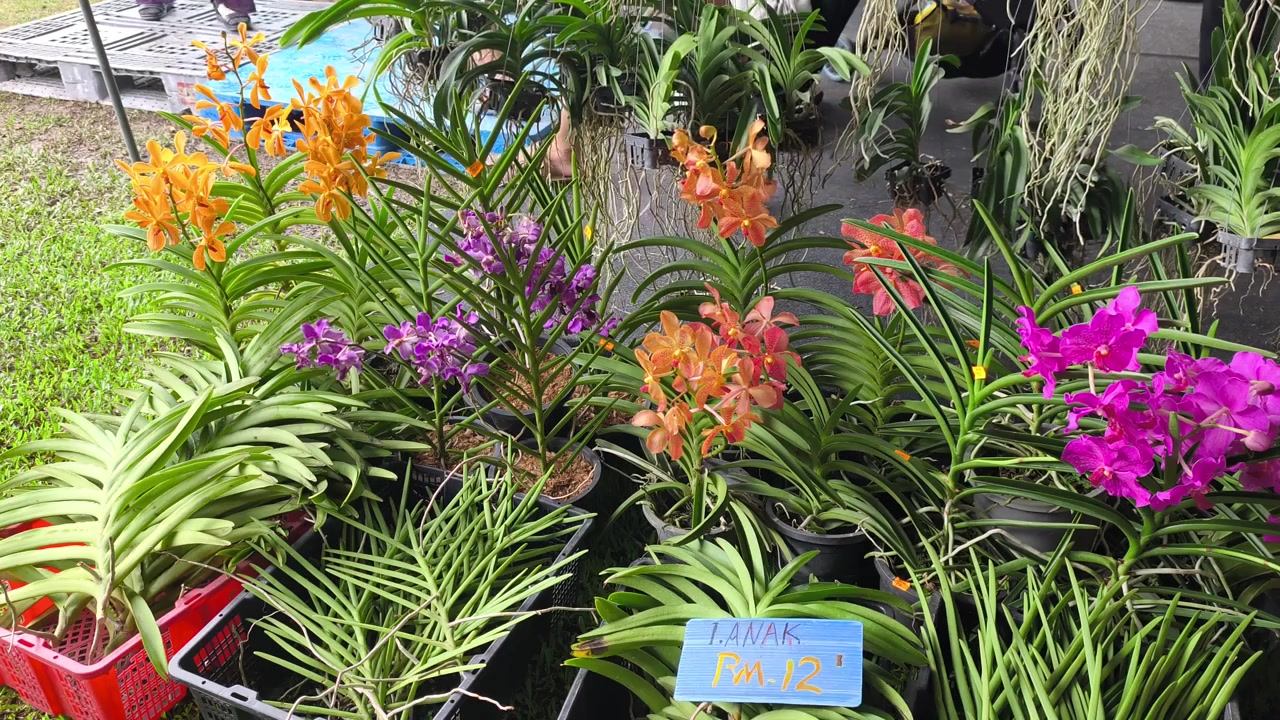 Várias espécies de mudas de orquídeas crescendo em sacos plásticos dentro de um viveiro comercial. Clientes exploram a seleção e escolhem suas plantas jovens favoritas.