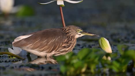 indian pond heron fishing in water lily pond