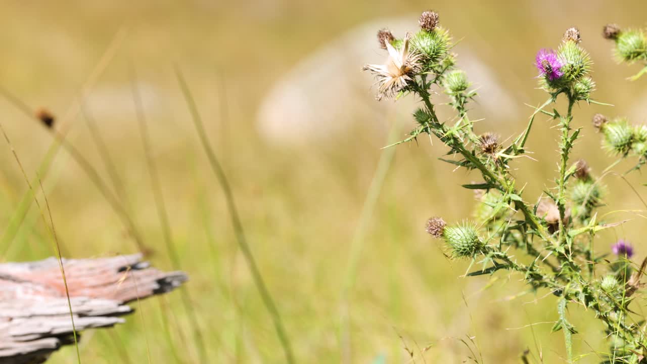Thistle flowers swaying gently in the wind