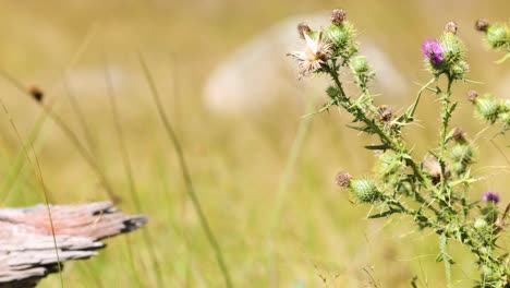 thistle flowers swaying gently in the wind