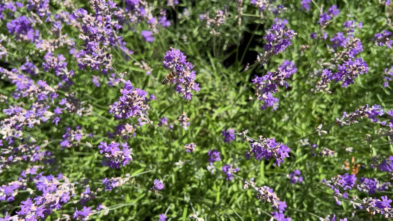 A bee is hovering around flowers. Closeup of a bee pollinating a lavender flower. Bee pollination. Colorful summer flower