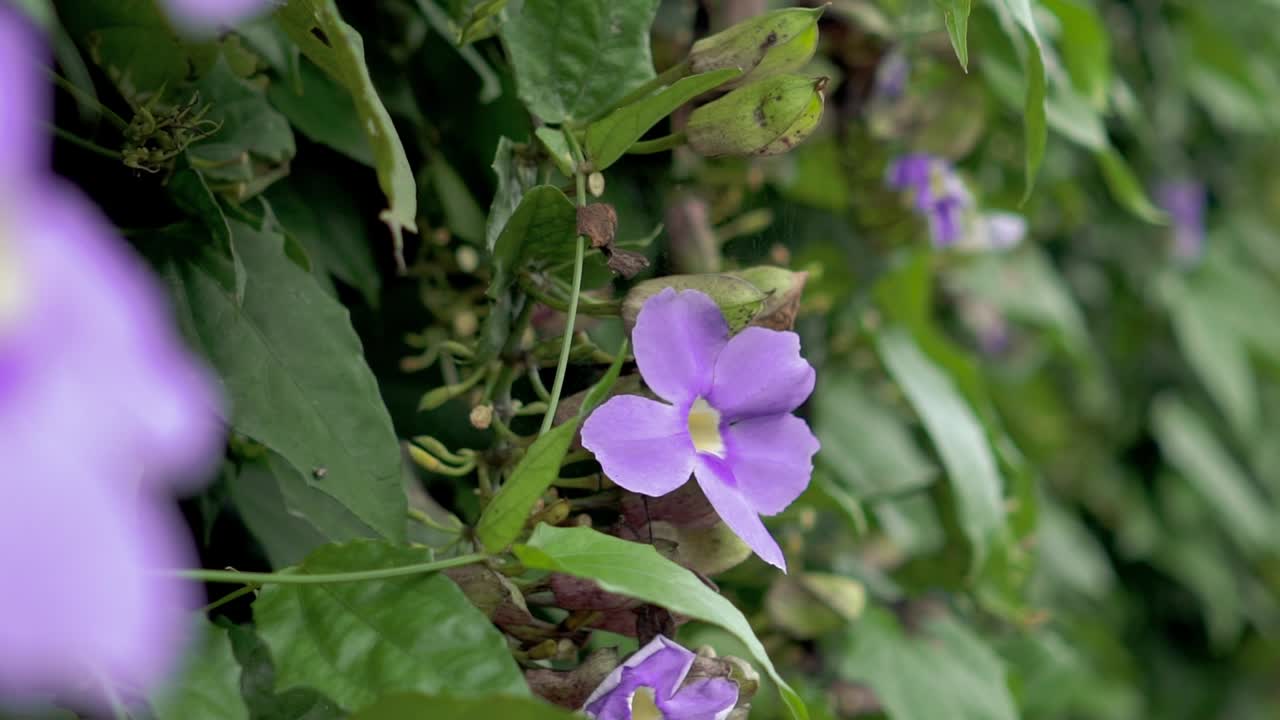 Purple flower in slow motion shaking with the wind