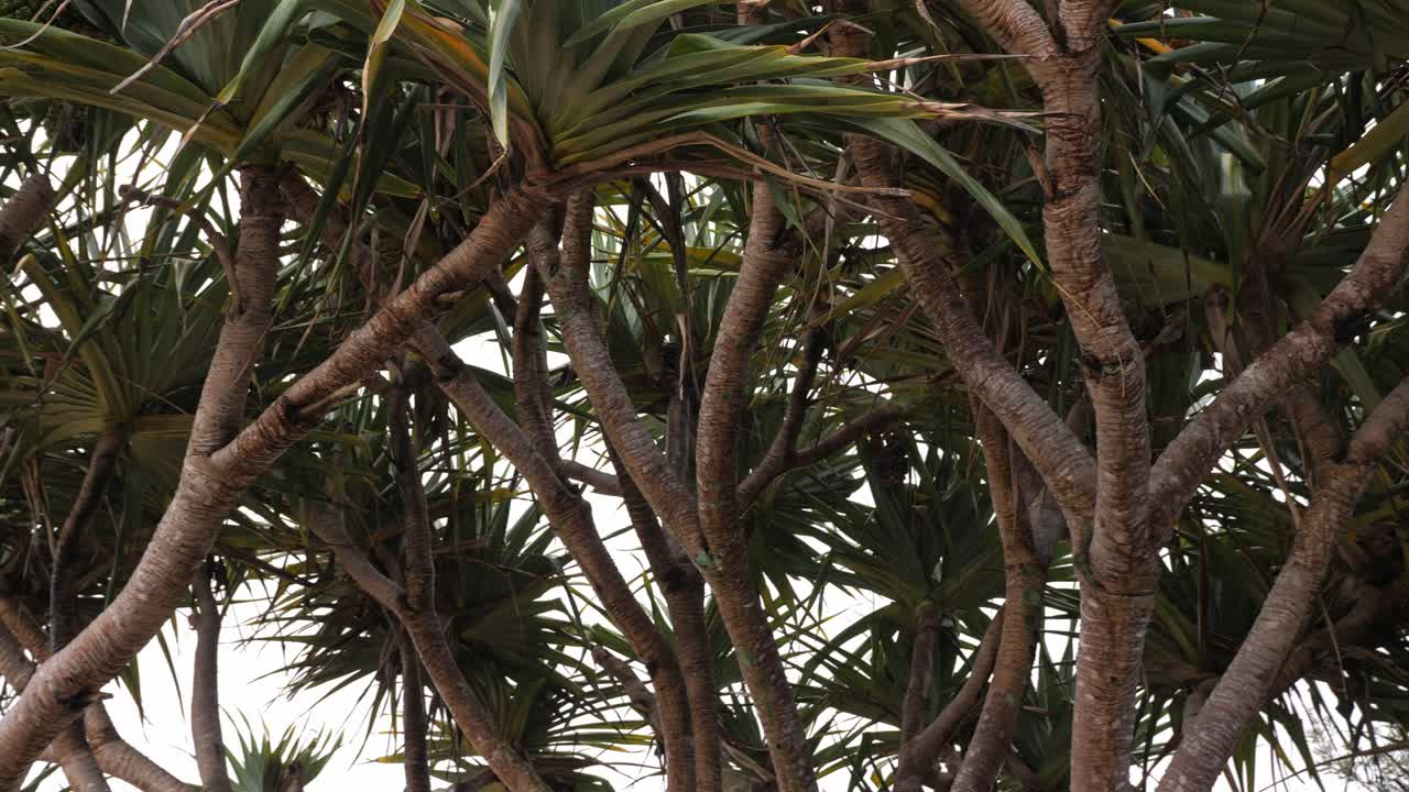 Screw Palms In Gold Coast, QLD, Australia - Low Angle Shot