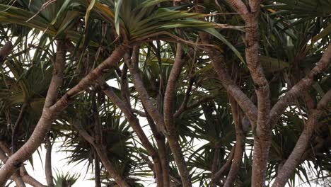 screw palms in gold coast, qld, australia - low angle shot