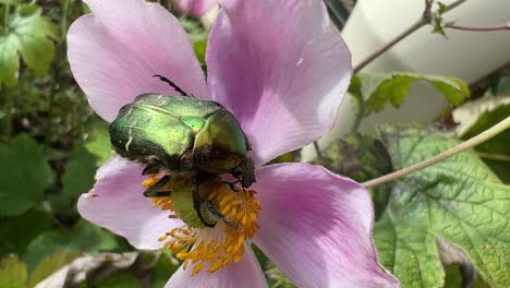 primer plano de un escarabajo chafer caminando sobre una flor rosa después de un vuelo