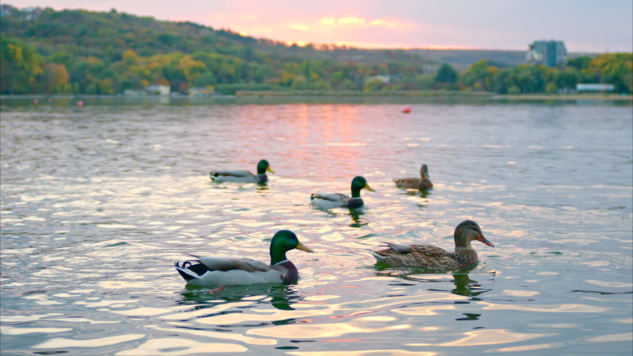 Multiple floating ducks swimming in Valea Morilor lake in Chisinau at sunset, Moldova. Slow motion
