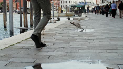 venice canal walk with gulls