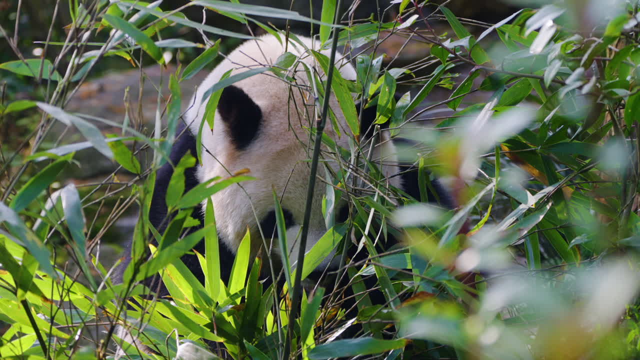 Panda gigante comendo folhas de bambu no Santuário de Pandas de Dujiangyan em Chengdu, China