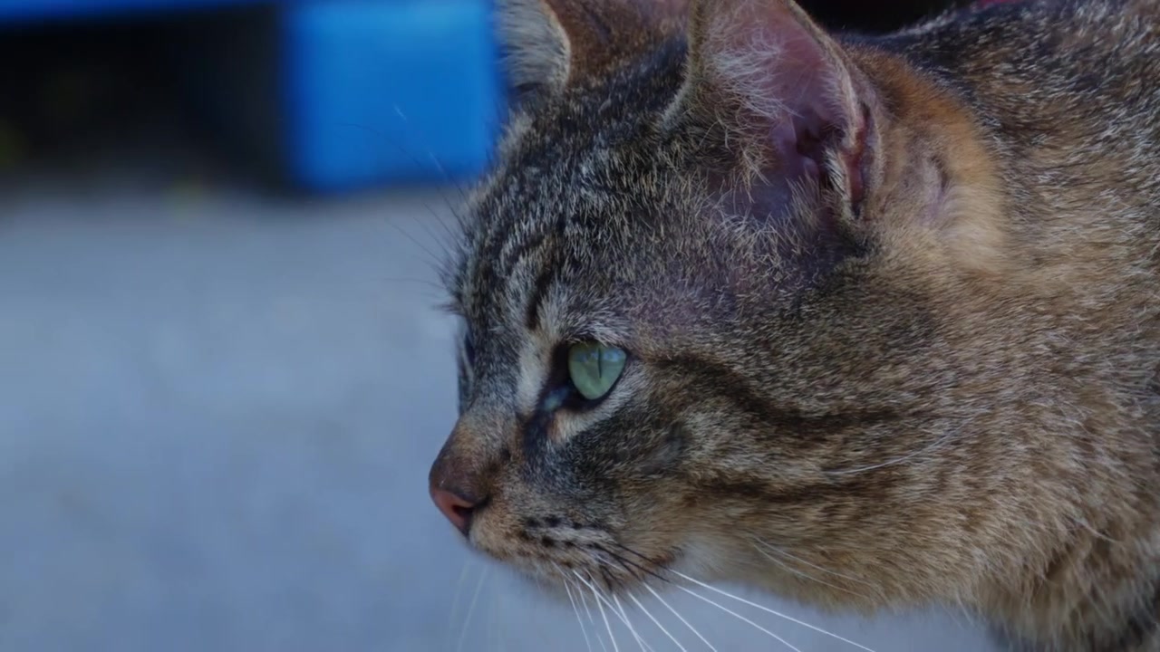 Close-up de um gato malhado andando com confiança em direção à câmera sob a luz quente do sol.