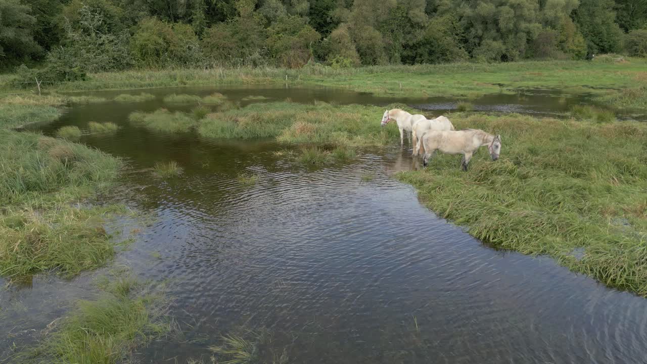 Wilde paarden bij een grasrijke waterpoel, omringd door weelderig groen in een vredige omgeving