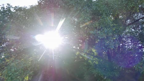 flaring sun pokes through branches of pate tree branches in beach pan