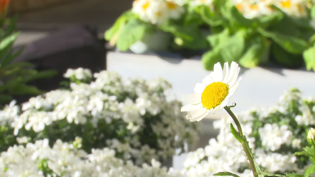 정원에 있는 흰색 데이지