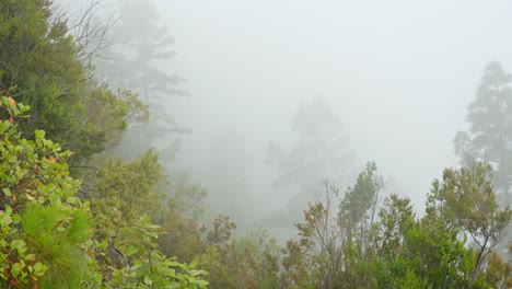 Un-Sendero-De-Hormigón-Roto-Conduce-Hacia-Un-Aterrador-Paisaje-Cubierto-De-Niebla